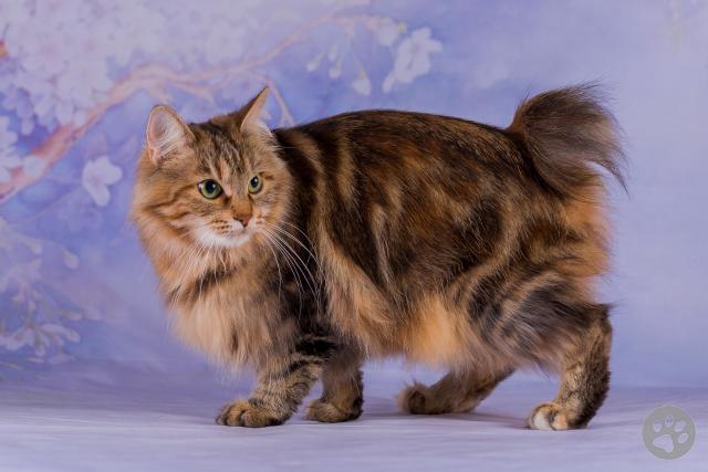 Japanese Bobtail Longhair | Pedigree Pets